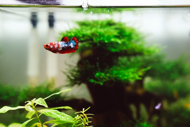 huy phan nJrSZM OaJg unsplash - Bricolaris